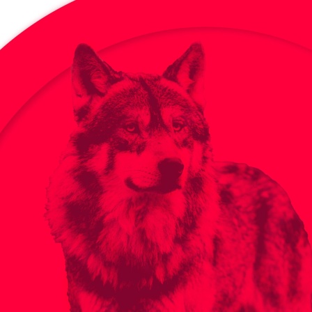 Ein Wolf