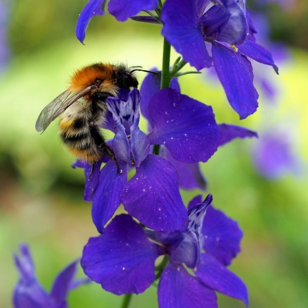 Eine Ackerhummel auf lilafarbenem Rittersporn. 