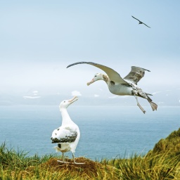 Ein großer Vogel mit weiß-schwarzem Gefieder steht an einer Klippe mit dem Meer im Hintergrund, während ein zweiter Vogel neben ihm fliegt. 