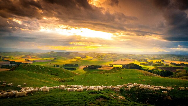 Die ersten Schafe wurden 1773 von Kapitän Cook nach Neuseeland gebracht. Im Jahr 1982 kamen auf jeden Einwohner Neuseelands 22 Schafe, heute sind es sieben Schafe pro Kopf.