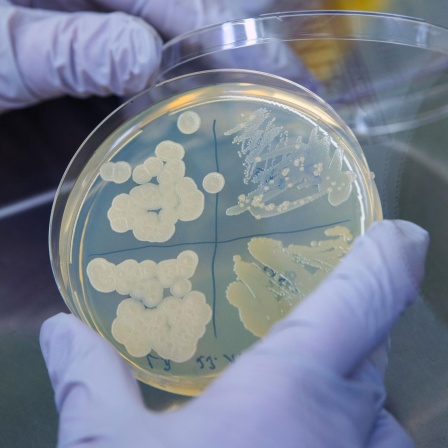 Synthetische Mikrobe - Forscher erschaffen neue Bakterienart