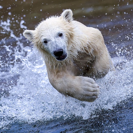 Ein junger Eisbär rennt ins Wasserbecken im Polarium.