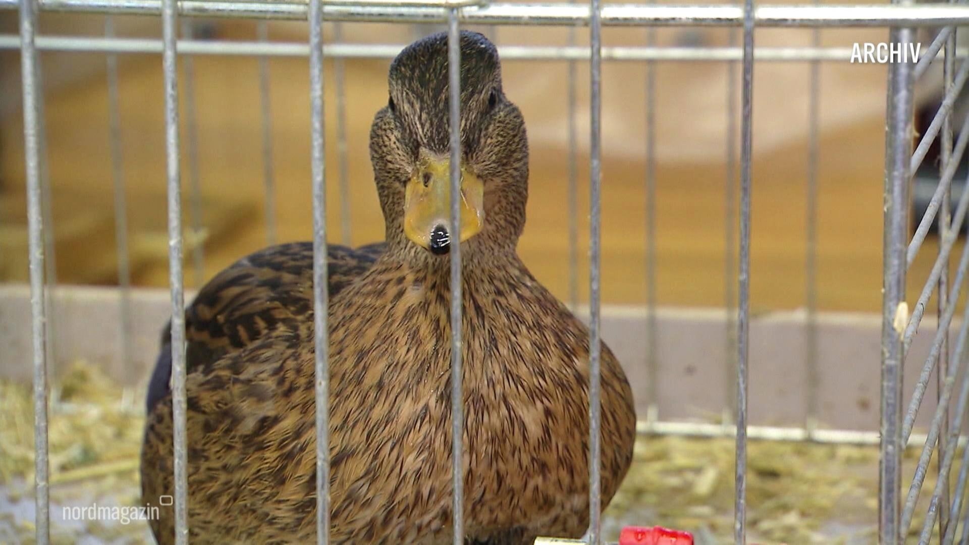Nordmagazin: Vogelgrippe: Zehn Fälle in MV bestätigt | ARD Mediathek