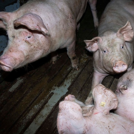 Schweine stehen in einem Stall in einem Mastbetrieb.