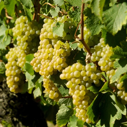 Weinreben