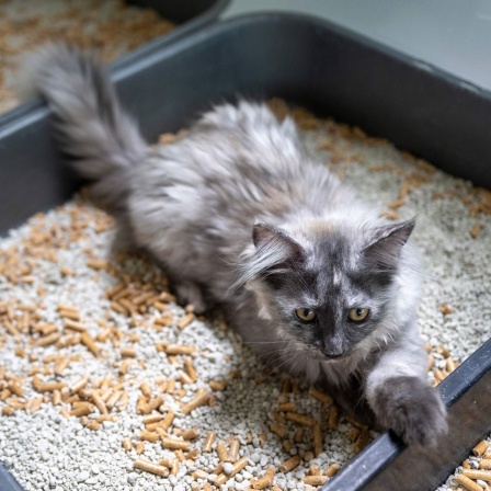 Eine junge Katze liegt in einem Katzenklo.