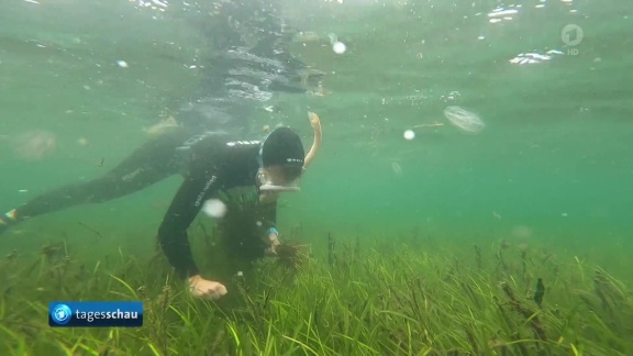 Tagesschau - Hoffnung Auf Neue Antibiotika: Forschung Am Mikrobiom Von Seegras In Der Ostsee