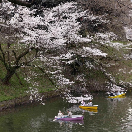 Touristen in kleinen Booten genießen die blühenden Sakura-Blüten in Tokio, 4. April 2024. 