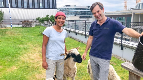 Pia Und Die Wilde Natur - Die Schafe Auf Dem Gründach