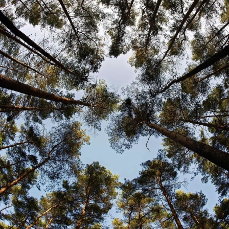 Nadelbäume