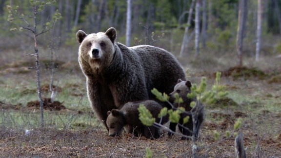 Erlebnis Erde - Wildes Karelien - Land Der Braunbären Und Singschwäne