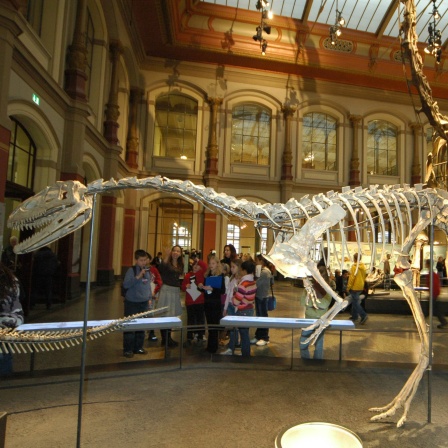 Skelette von Dinosauriern im Naturkundemuseum in Berlin