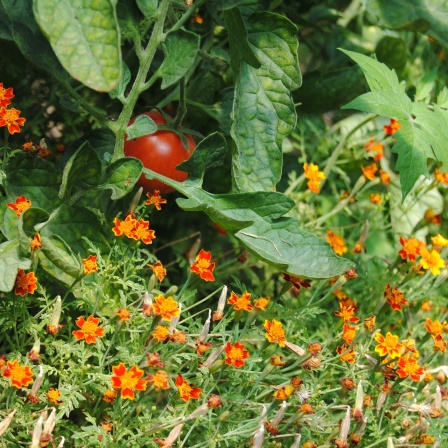 Gewürztagetes als Unterpflanzung in Gewächshaus mit Tomaten