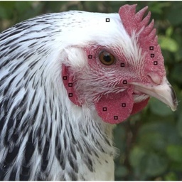 Woran erkennt man eine wütende Henne? | Welche Frauenstimmen mögen wir? | Wie reagieren Vögel auf Verkehrslärm?  (17)