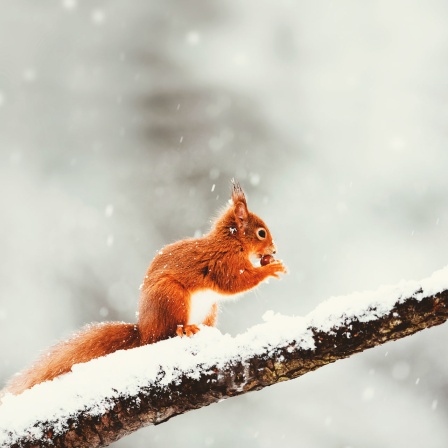 Ein rot-braunes Eichhörnchen knabbert an einer Haselnuss, während es auf einem Ast sitzt und Schneeflocken fallen. 