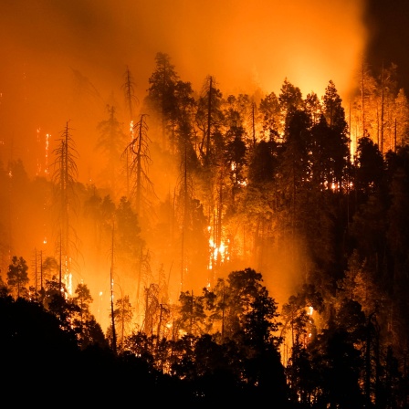 Waldbrand in Kalifornien / USA: Der Klimawandel verändert aber die Verteilung von Niederschlägen. Er führt dazu, dass wir im Schnitt häufigere, teilweise lokale Starkregen haben, dazwischen aber längere Dürreperioden. Das ist der eigentliche Faktor, der dazu führen könnte, dass bei steigenden globalen Temperaturen das Waldbrandrisiko steigt.
