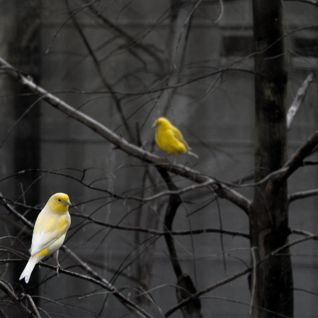 Eine Illustration zum Thema "Philosophie der Liebe", ein Vogelpaar sitzt auf Winterzweigen.