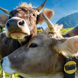 Das Beitragsbild des Dok 5 "Bäuerliches Leben in den Alpen" zeigt zwei Kühe auf einer Wiese in der Allgäuer Alpenregion, die ihre Köpfe aneinander reiben