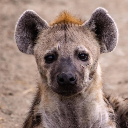 Die Tierdocs: Hyäne ist reinlich