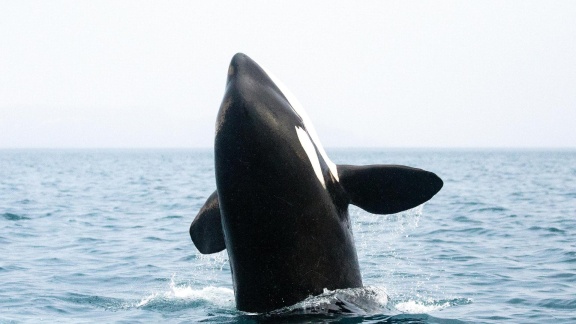 Erlebnis Erde - Erlebnis Erde: Orcas – Vorstoß In Die Arktis