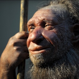 Die Nachbildung eines älteren Neandertalers im Neanderthal-Museum in Mettmann (Foto: picture alliance / Federico Gambarini/dpa | Federico Gambarini)