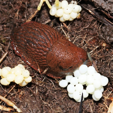 Eine Nacktschnecke zwischen Schneckeneiern