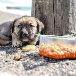 Ein junger Hund lebt in der Türkei auf der Straße.