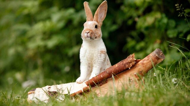 Kaninchen mit hellbraun-weißem Fell stützt sich auf einem Ast ab
