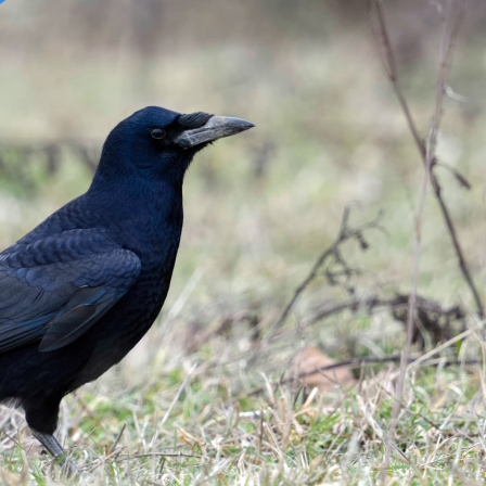 Ein Saatkrähe (Corvus frugilegus)