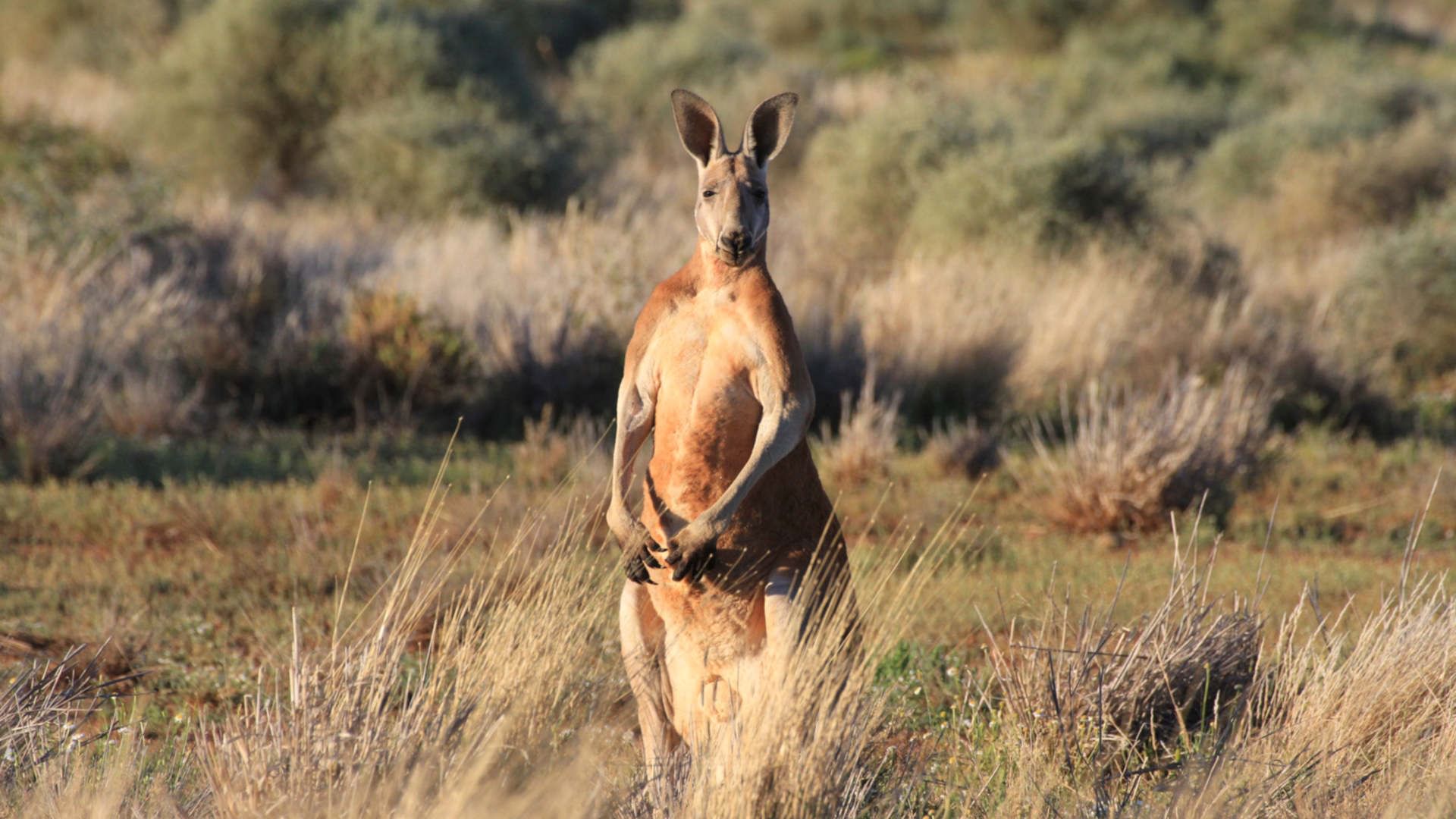 Wildes Australien Videos der Sendung ARD Mediathek
