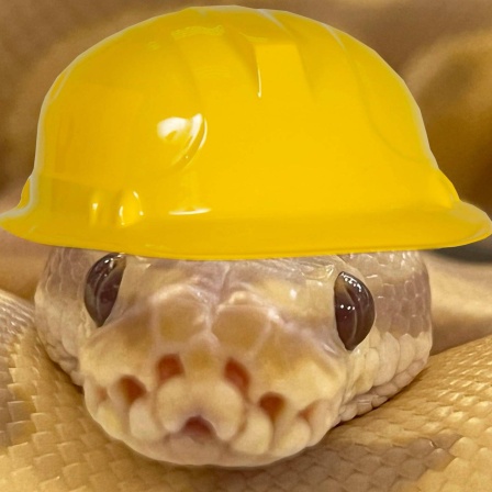 Die Tierdocs: Boa Konstruktor