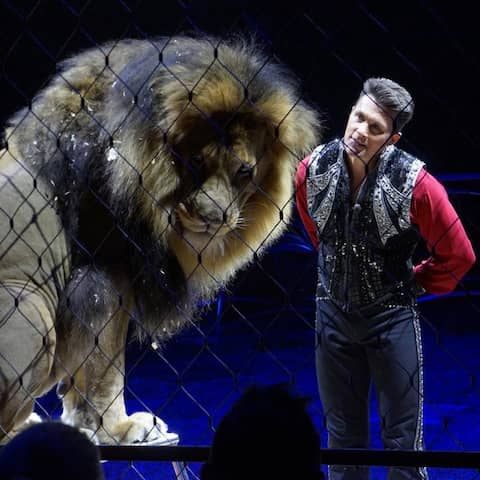 Alexander Lacey und einer seiner Löwen in der Manege