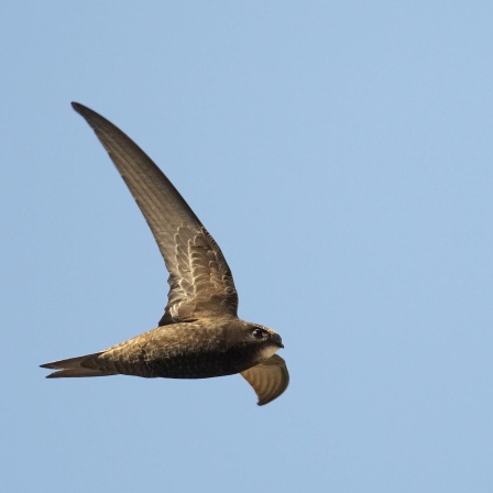 Der Mauersegler - Der Vogel, der im Flug schläft