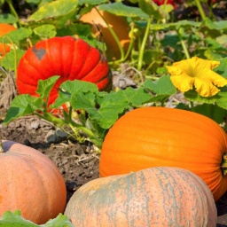 Auf einem Kürbisfeld liegen verschiede Kürbisse kurz vor der Ernte. Danach kommen sie zum Lagern in einen Keller.