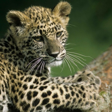 Ein Persischer Leopard liegt auf einem Baumstamm. Die Katze ist vom Aussterben bedroht.