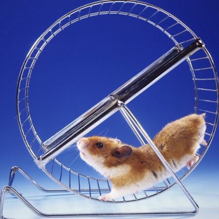 Hamster haben, wie andere Nagetiere auch, einen großen Bewegungsdrang