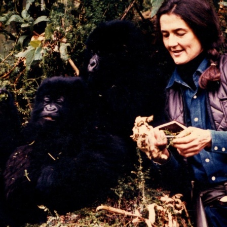 Das undatierte Foto zeigt die US-amerikanische Forscherin Dian Fossey mit einem Berggorilla bei ihrer Arbeit zum Schutz dieser Tiere zwischen Ruanda und der Demokratischen Republik Kongo.