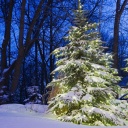 Beleuchtete Weihnachtsbäume im Schnee