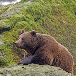 Braunbär klettert einen Hang im Bayerischen Wald hoch.
