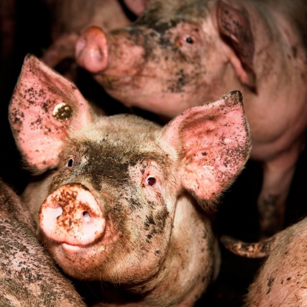 Tierwohl vs. Machbarkeit: Landwirtschaft im Umbruch
