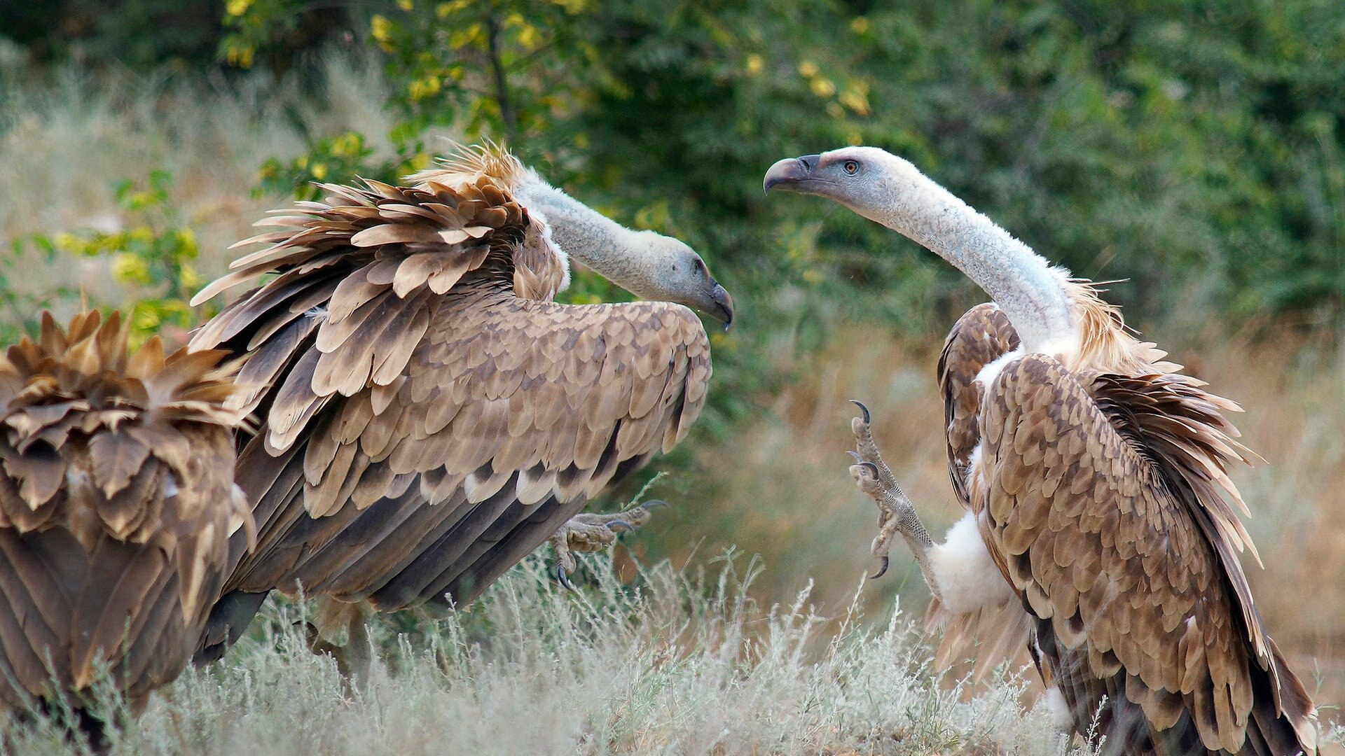 Expeditionen ins Tierreich Der Kleine Kaukasus Zwischen Ararat und