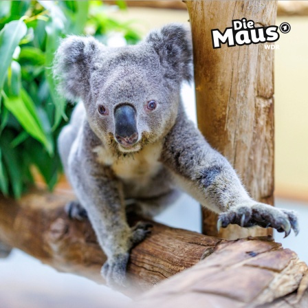 Auf dem Bild ist ein Koala zu sehen, der auf einem Holzstamm klettert. Im Hintergrund befinden sich grüne Blätter. Der Koala hat ein dichtes, graues Fell, eine schwarze Nase und große, flauschige Ohren. Seine Krallen sind deutlich sichtbar.