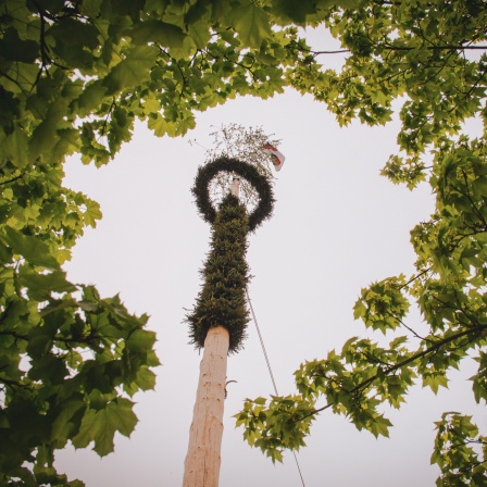 Maibaum