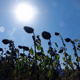 Auf einem Feld stehen vertrocknete Sonnenblumen.