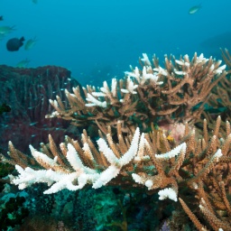 Korallenbleiche: Korallen mit weißen Spitzen im Ozean.