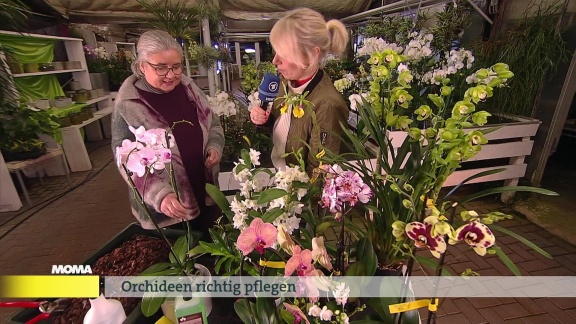 Morgenmagazin - Service: Orchideen Richtig Pflegen