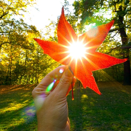 Sonnenlicht fällt durch ein Blatt