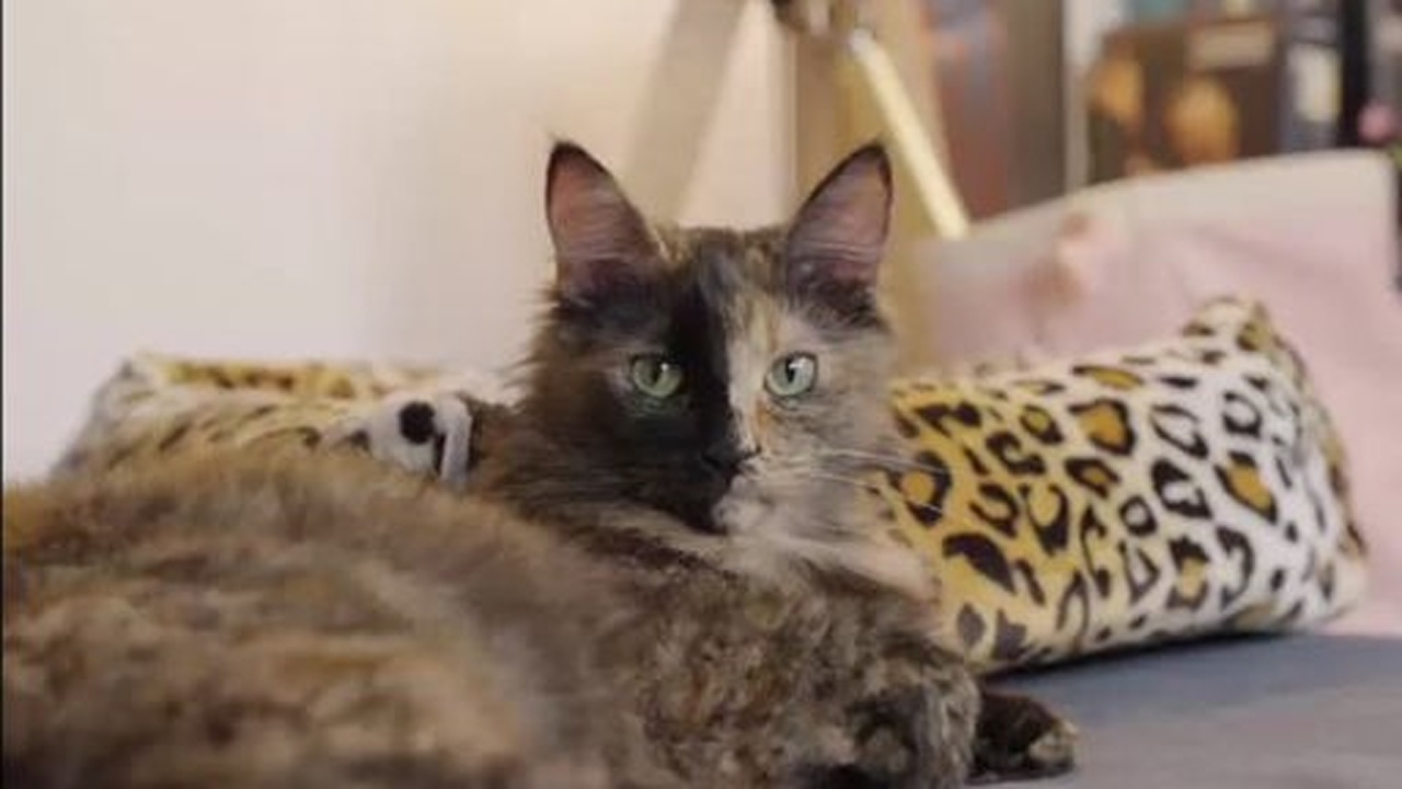 Zuhause gefunden: Chimäre-Katze Ronja
