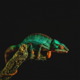 in Chamäleon mit türkisfarbener Haut mit grünen und orange-braunen Stellen sowie schwarzen, kleinen Punkten sitzt vor schwarzem Hintergrund ruhig auf einem Ast, um den es seinen Schwanz geschlungen hat.