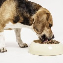 Beagle frisst aus einem Napf Trockenfutter